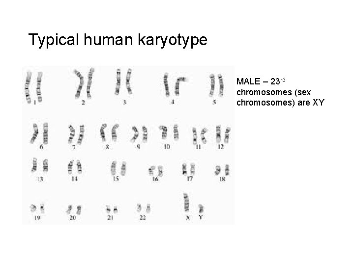 Typical human karyotype MALE – 23 rd chromosomes (sex chromosomes) are XY 