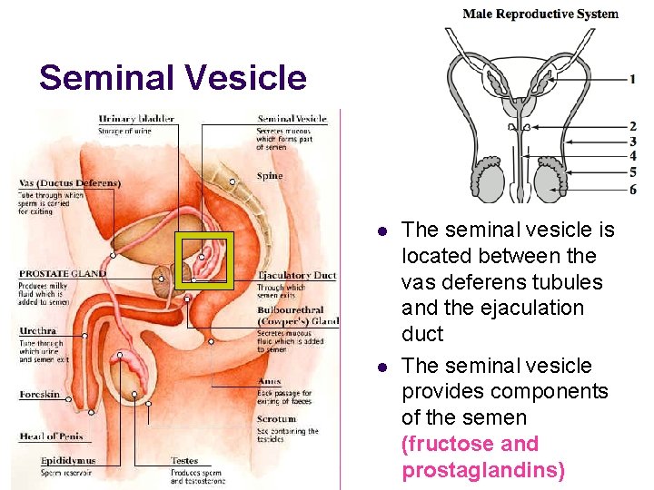 Seminal Vesicle l l The seminal vesicle is located between the vas deferens tubules