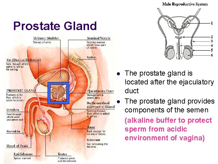 Prostate Gland l l The prostate gland is located after the ejaculatory duct The