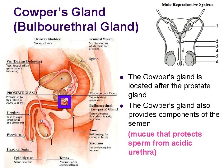 Cowper’s Gland (Bulbourethral Gland) l l The Cowper’s gland is located after the prostate