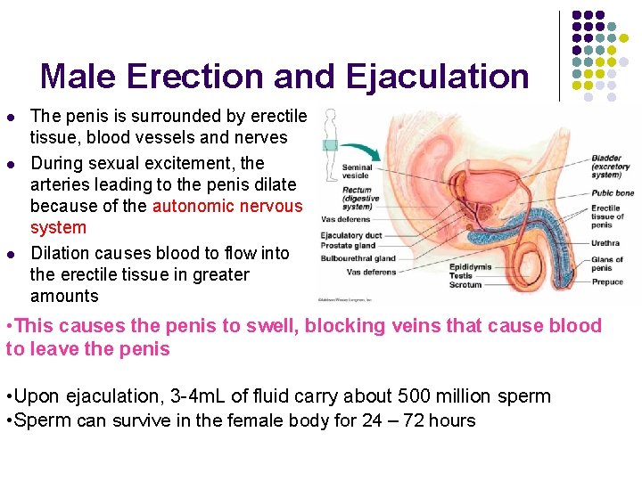 Male Erection and Ejaculation l l l The penis is surrounded by erectile tissue,