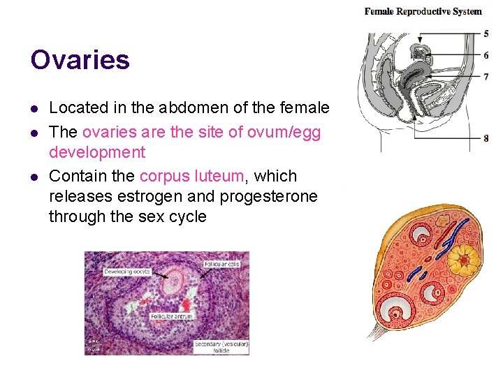 Ovaries l l l Located in the abdomen of the female The ovaries are