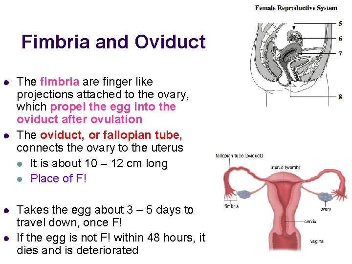 Fimbria and Oviduct l l The fimbria are finger like projections attached to the