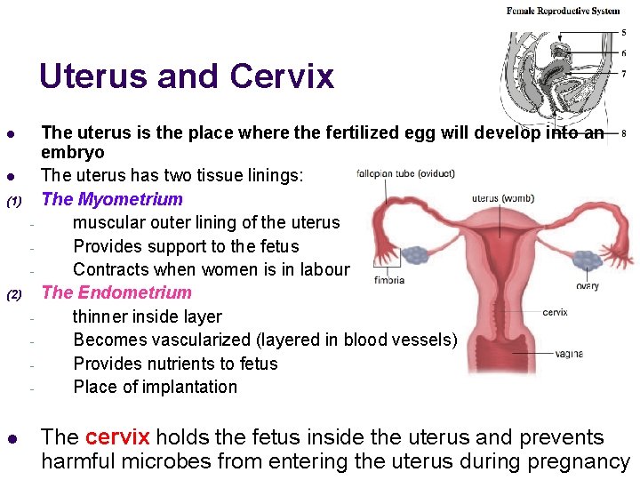 Uterus and Cervix l l (1) (2) - l The uterus is the place