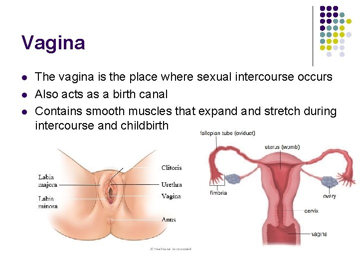 Vagina l l l The vagina is the place where sexual intercourse occurs Also