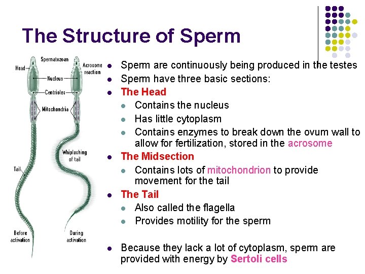 The Structure of Sperm l l l Sperm are continuously being produced in the
