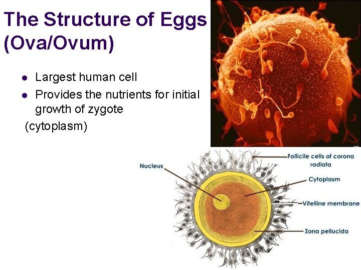The Structure of Eggs (Ova/Ovum) Largest human cell l Provides the nutrients for initial