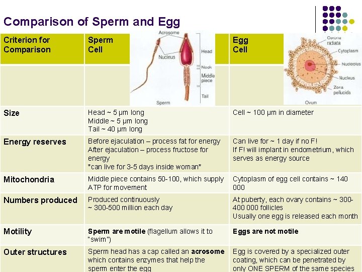 Comparison of Sperm and Egg Criterion for Comparison Sperm Cell Egg Cell Size Head