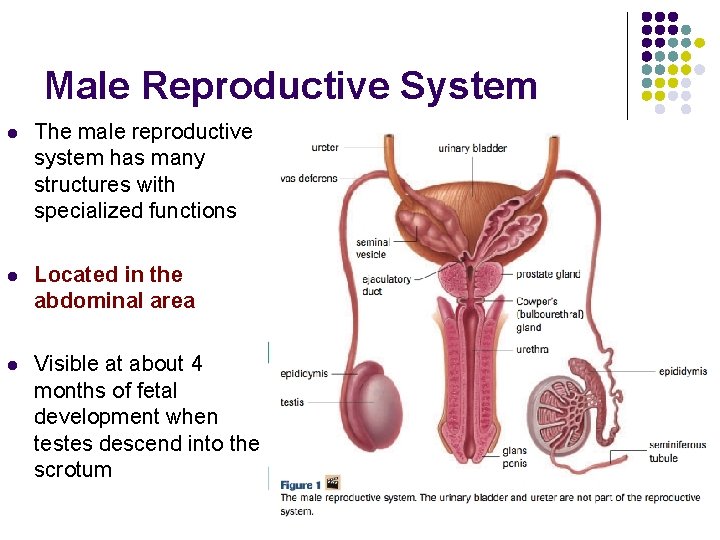 Male Reproductive System l The male reproductive system has many structures with specialized functions