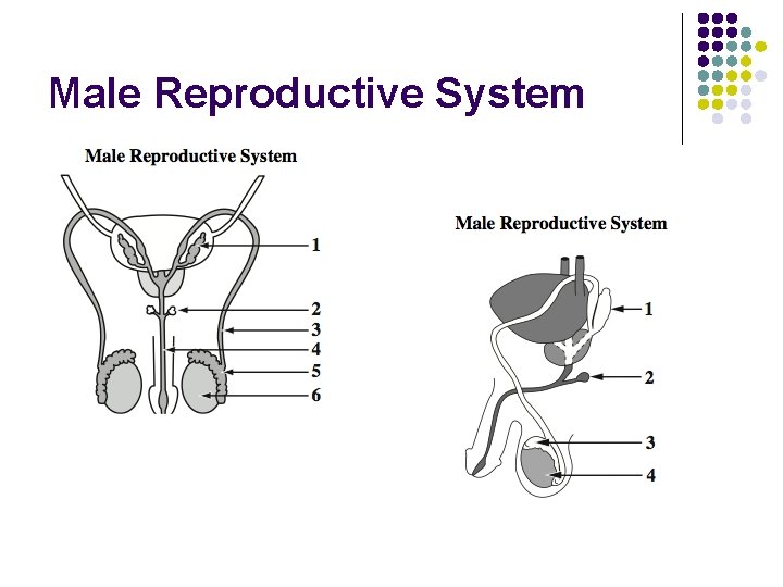 Male Reproductive System 