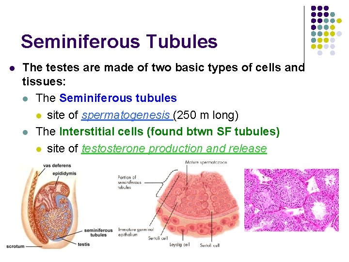 Seminiferous Tubules l The testes are made of two basic types of cells and
