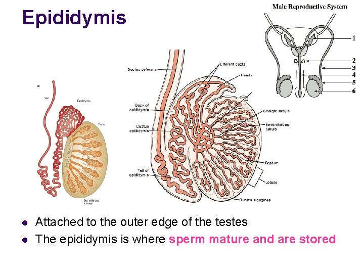 Epididymis l l Attached to the outer edge of the testes The epididymis is