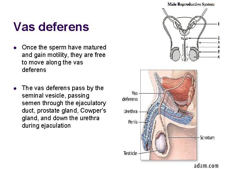 Vas deferens l Once the sperm have matured and gain motility, they are free