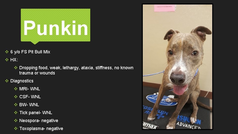 Punkin v 6 y/o FS Pit Bull Mix v HX: v Dropping food, weak,