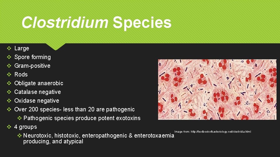 Clostridium Species v v v v Large Spore forming Gram-positive Rods Obligate anaerobic Catalase