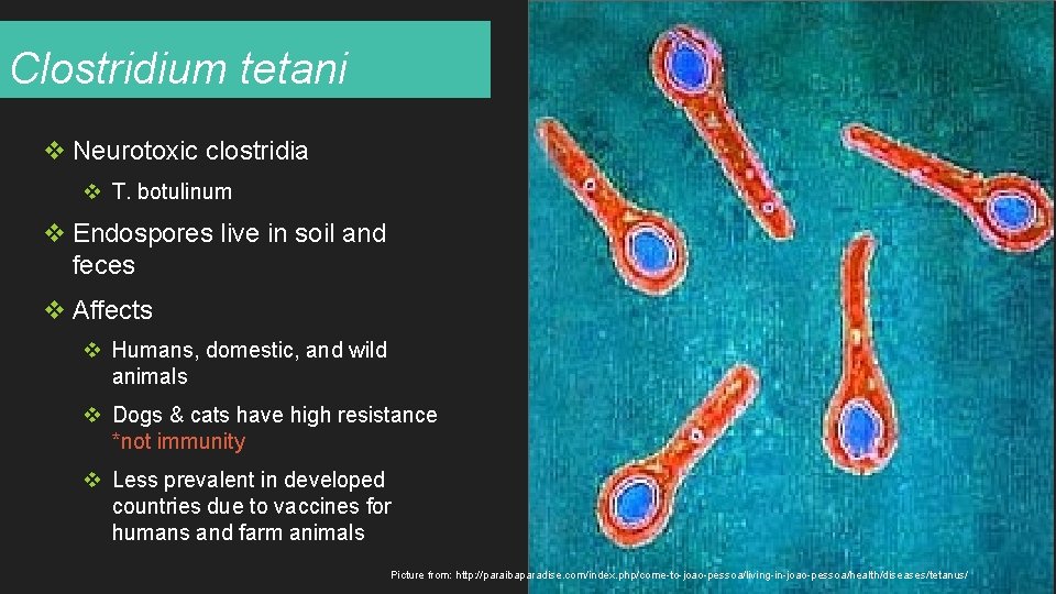 Clostridium tetani v Neurotoxic clostridia v T. botulinum v Endospores live in soil and
