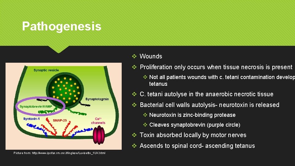 Pathogenesis v Wounds v Proliferation only occurs when tissue necrosis is present v Not