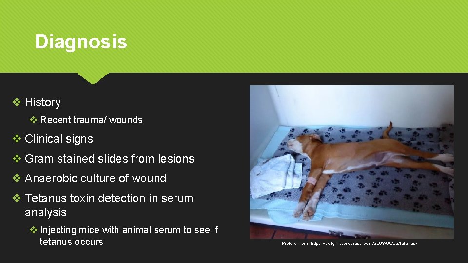 Diagnosis v History v Recent trauma/ wounds v Clinical signs v Gram stained slides