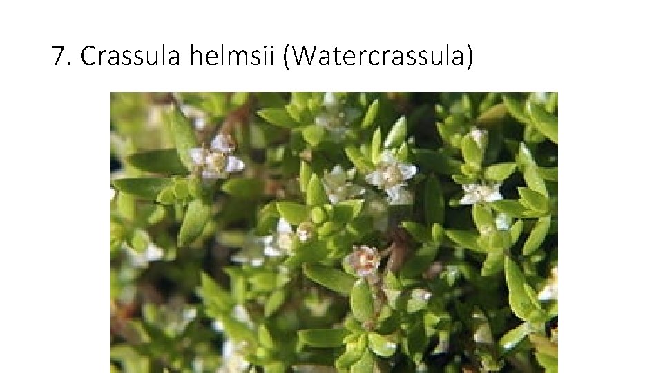 7. Crassula helmsii (Watercrassula) 