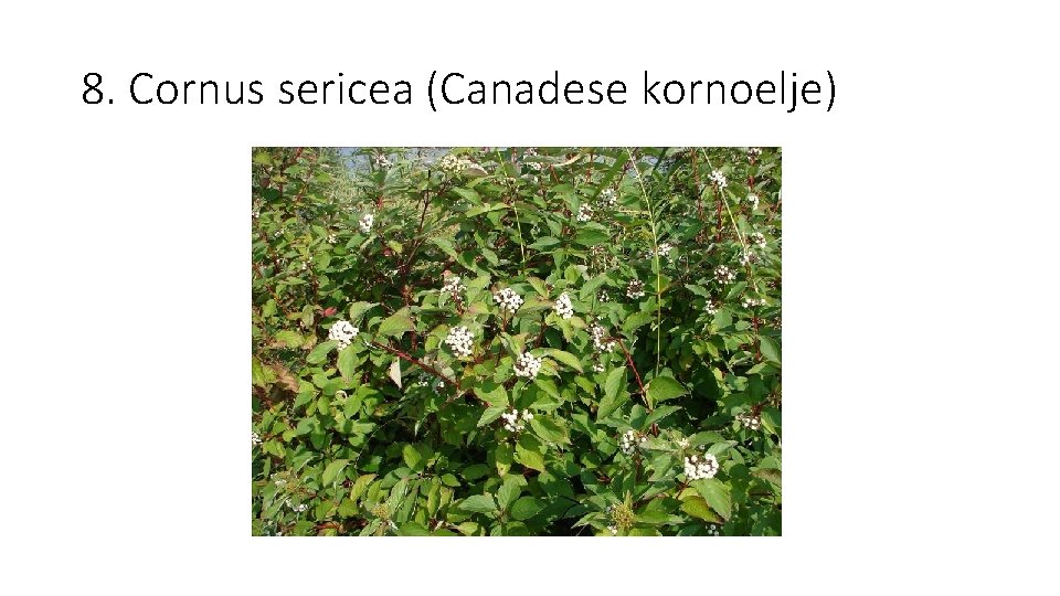 8. Cornus sericea (Canadese kornoelje) 