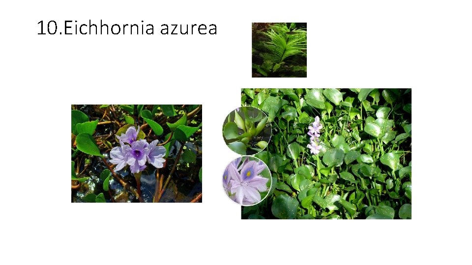 10. Eichhornia azurea 