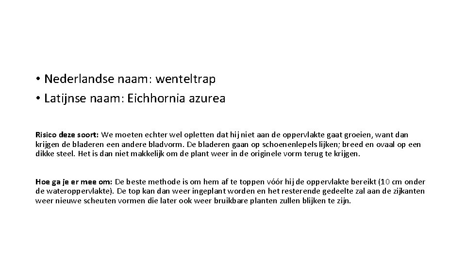 • Nederlandse naam: wenteltrap • Latijnse naam: Eichhornia azurea Risico deze soort: We