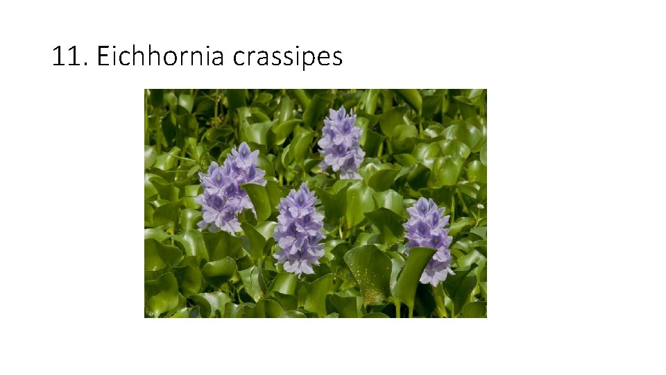 11. Eichhornia crassipes 