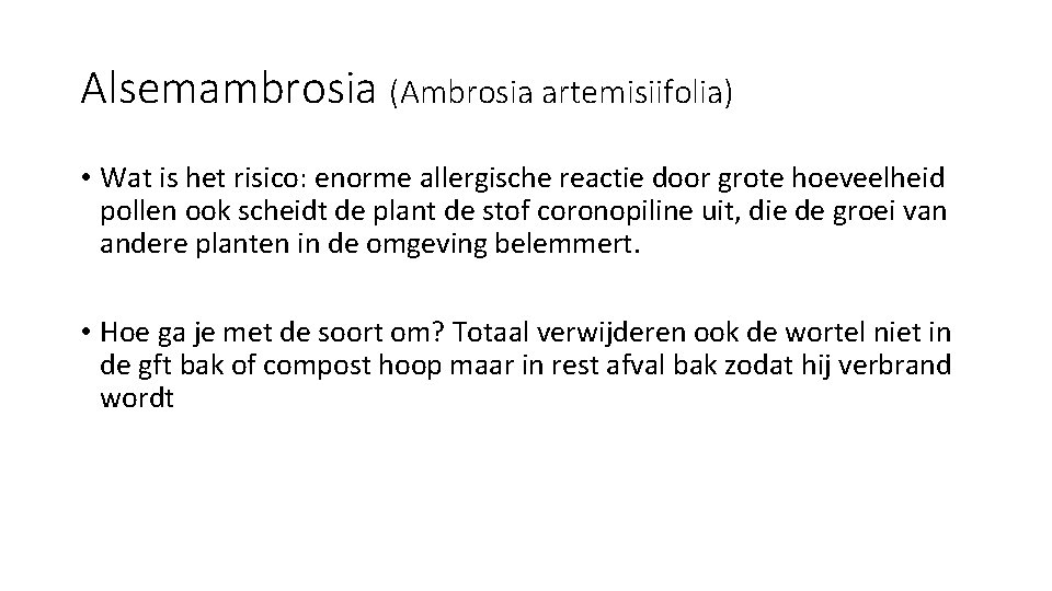Alsemambrosia (Ambrosia artemisiifolia) • Wat is het risico: enorme allergische reactie door grote hoeveelheid