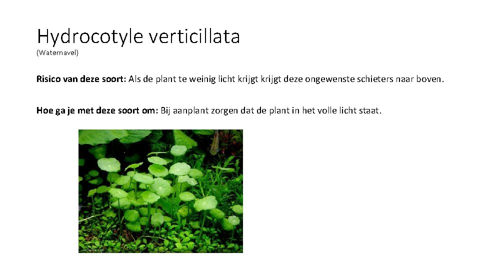 Hydrocotyle verticillata (Waternavel) Risico van deze soort: Als de plant te weinig licht krijgt