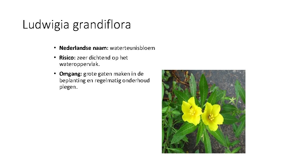 Ludwigia grandiflora • Nederlandse naam: waterteunisbloem • Risico: zeer dichtend op het wateroppervlak. •