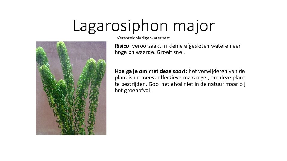 Lagarosiphon major Verspreidbladige waterpest Risico: veroorzaakt in kleine afgesloten wateren een hoge ph waarde.