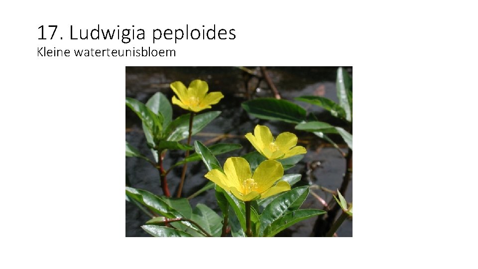 17. Ludwigia peploides Kleine waterteunisbloem 
