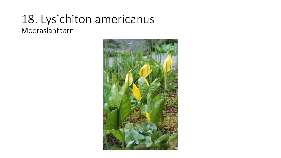 18. Lysichiton americanus Moeraslantaarn 