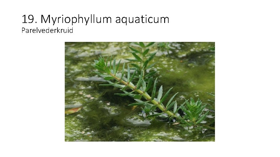 19. Myriophyllum aquaticum Parelvederkruid 