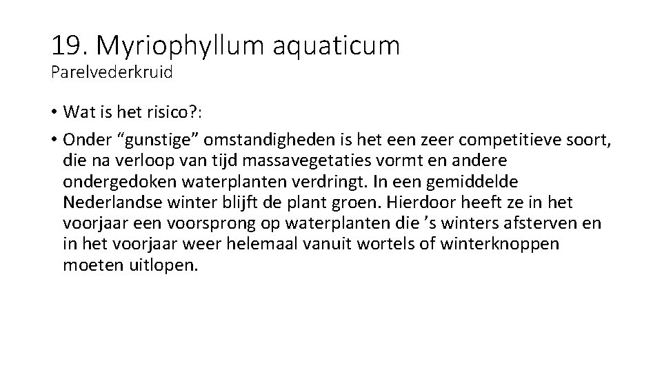 19. Myriophyllum aquaticum Parelvederkruid • Wat is het risico? : • Onder “gunstige” omstandigheden
