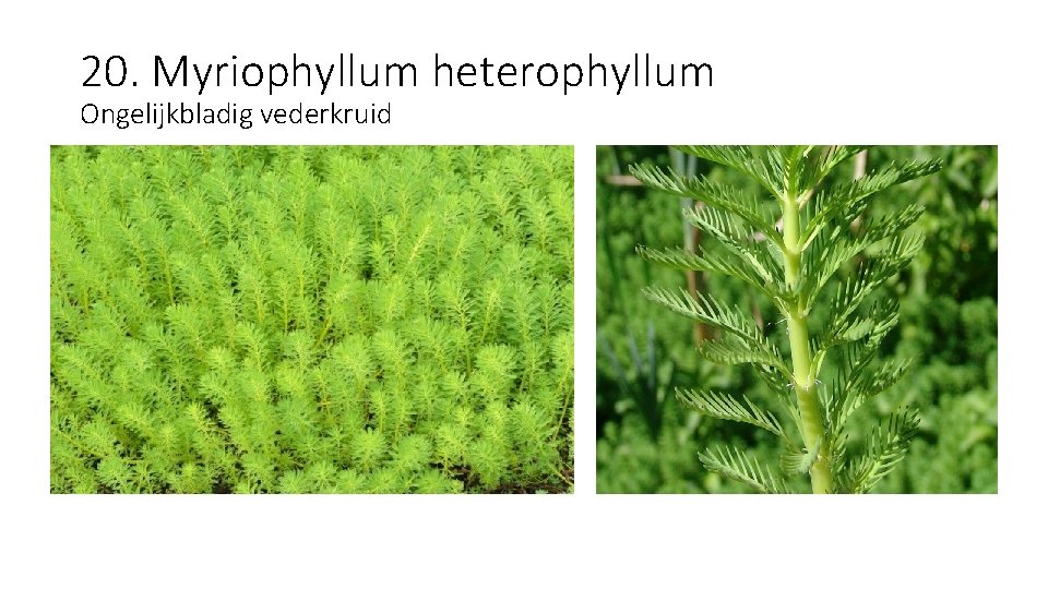 20. Myriophyllum heterophyllum Ongelijkbladig vederkruid 