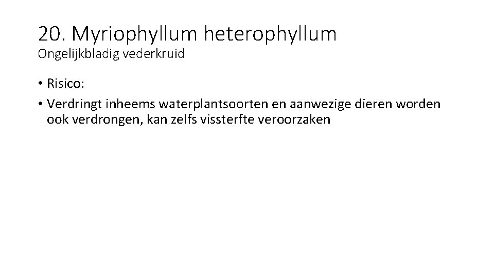 20. Myriophyllum heterophyllum Ongelijkbladig vederkruid • Risico: • Verdringt inheems waterplantsoorten en aanwezige dieren