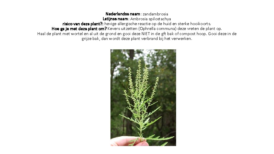 Nederlandse naam: zandambrosia Latijnse naam: Ambrosia spilostachya risico van deze plant? : hevige allergische