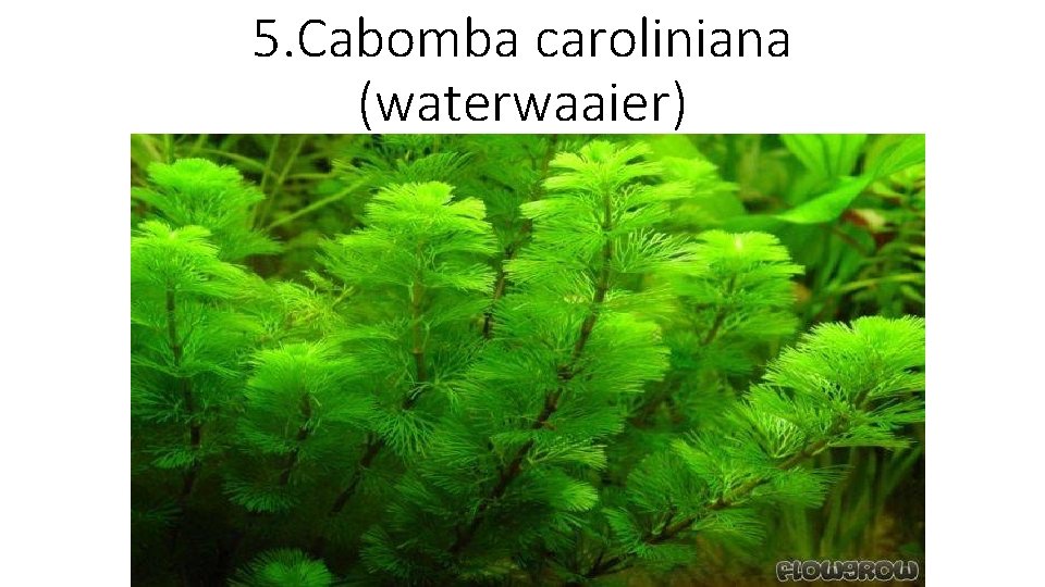 5. Cabomba caroliniana (waterwaaier) 
