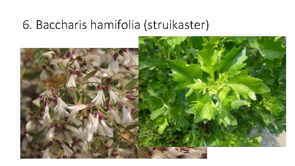 6. Baccharis hamifolia (struikaster) 