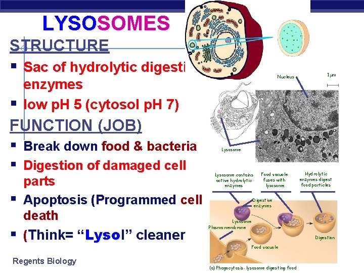 LYSOSOMES STRUCTURE § Sac of hydrolytic digestive § enzymes low p. H 5 (cytosol