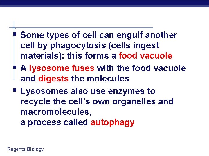 § Some types of cell can engulf another § § cell by phagocytosis (cells
