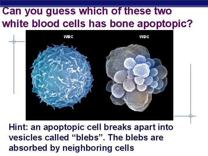 Can you guess which of these two white blood cells has bone apoptopic? Hint: