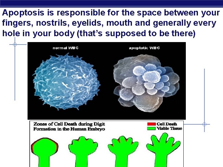 Apoptosis is responsible for the space between your fingers, nostrils, eyelids, mouth and generally