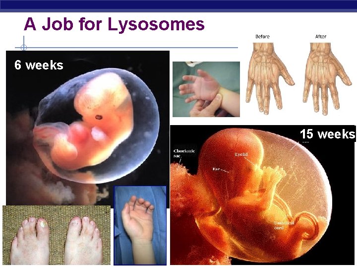 A Job for Lysosomes 6 weeks 15 weeks Regents Biology 