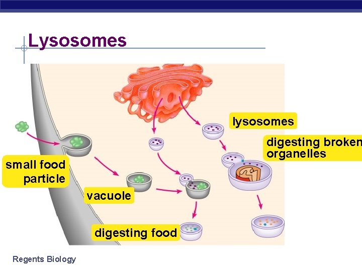 Lysosomes lysosomes digesting broken organelles small food particle vacuole digesting food Regents Biology 