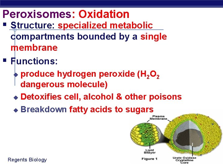 Peroxisomes: Oxidation § Structure: specialized metabolic § compartments bounded by a single membrane Functions: