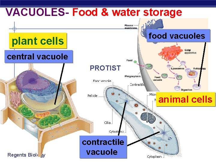 VACUOLES- Food & water storage food vacuoles plant cells central vacuole PROTIST animal cells