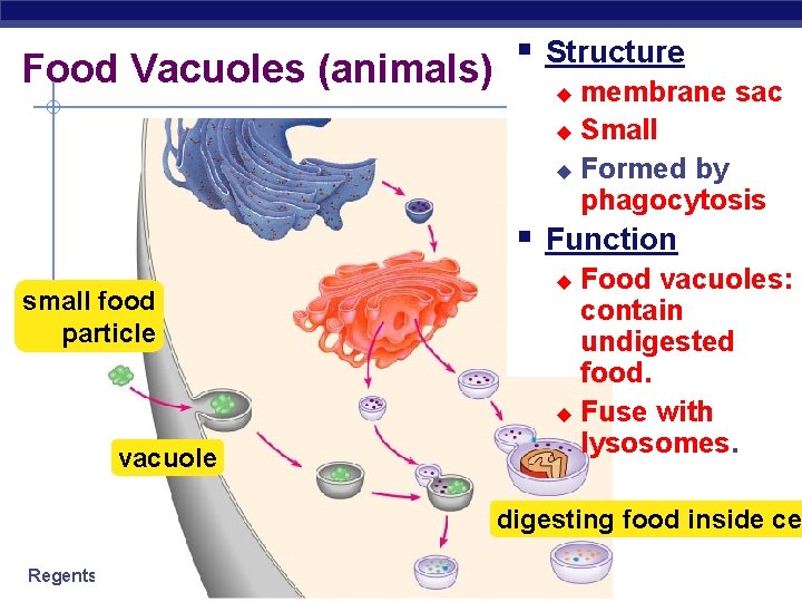 Food Vacuoles (animals) § Structure membrane sac u Small u Formed by phagocytosis u