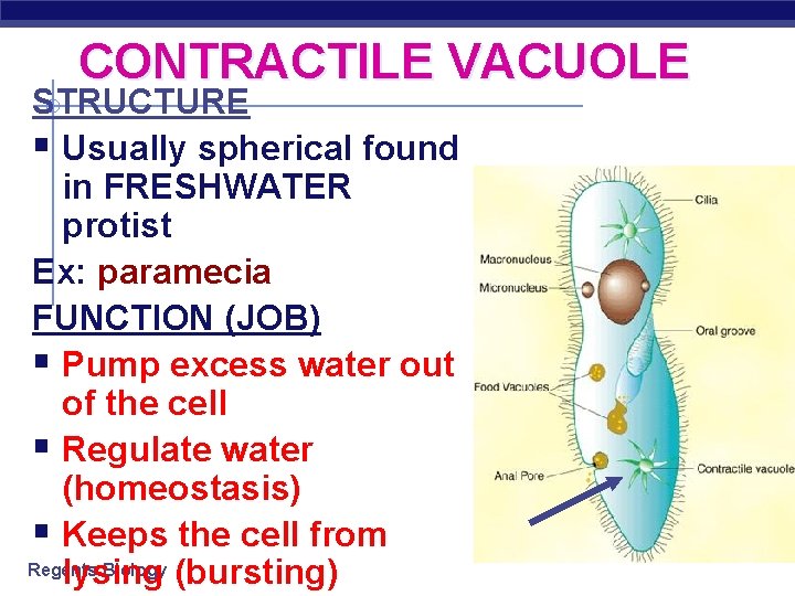 CONTRACTILE VACUOLE STRUCTURE § Usually spherical found in FRESHWATER protist Ex: paramecia FUNCTION (JOB)
